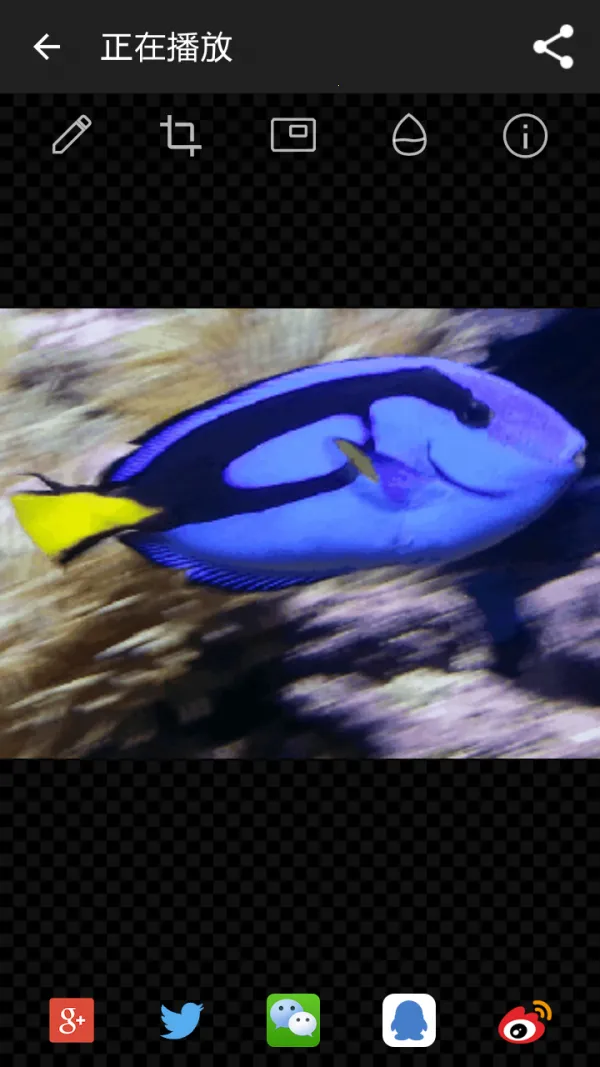 GIF2025°汾v2.2.6 ׿