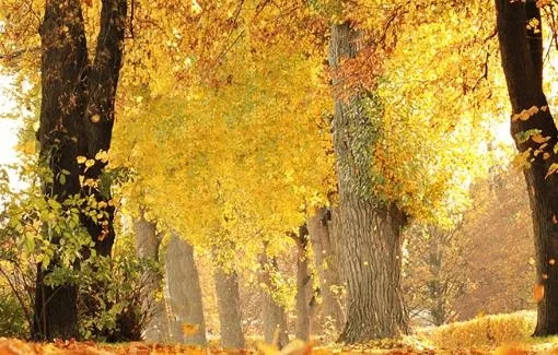 ��ͼ��ͼ(ͼƬ��������)