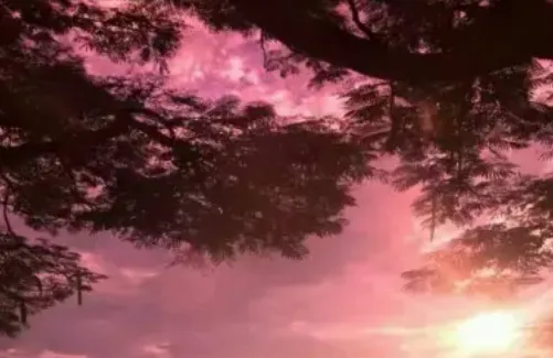 ���Ž�Ƭ���(������������)