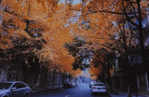 ���Ž�Ƭ���(������������)